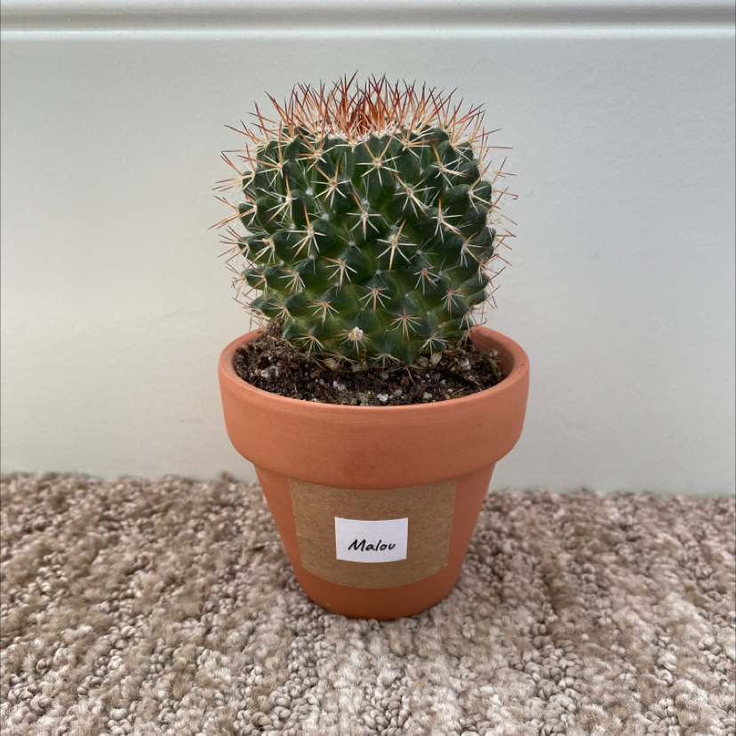 Potted Little Nipple Cactus in a terracotta pot on a carpeted surface.