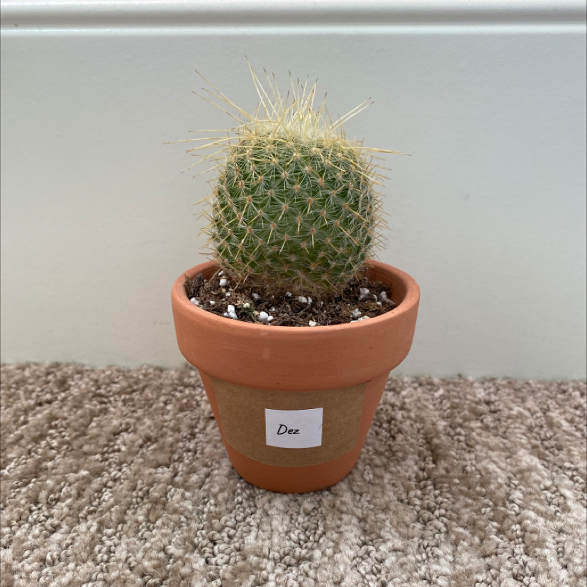 Spiny Pincushion Cactus in a terracotta pot with visible soil.
