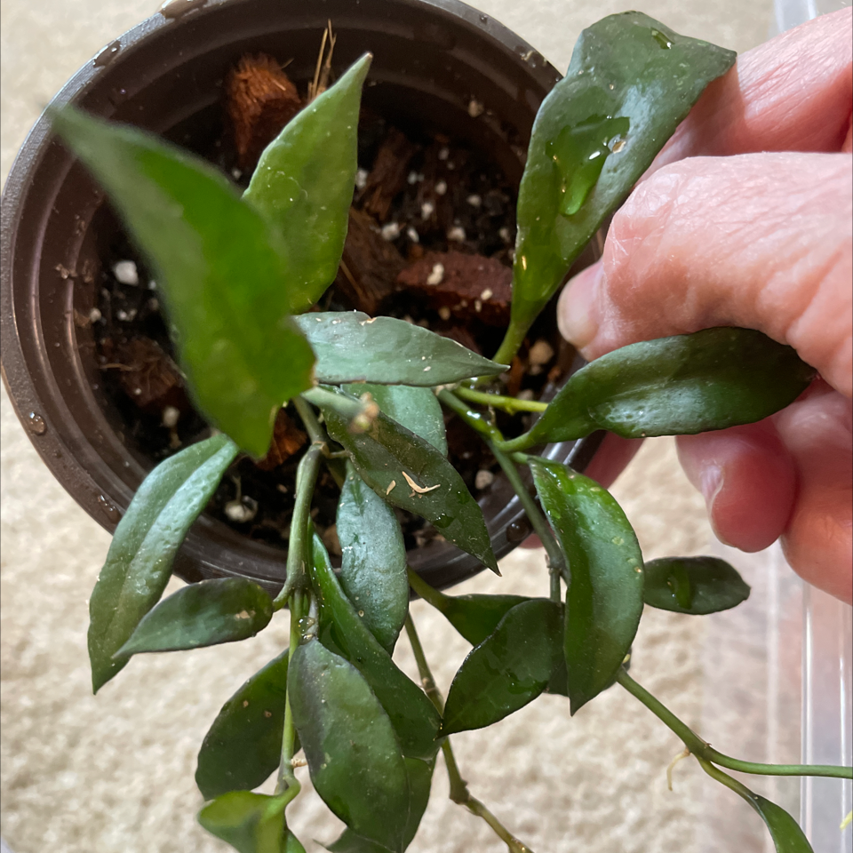 Potted Hoya lacunosa plant with green leaves, held by a hand.