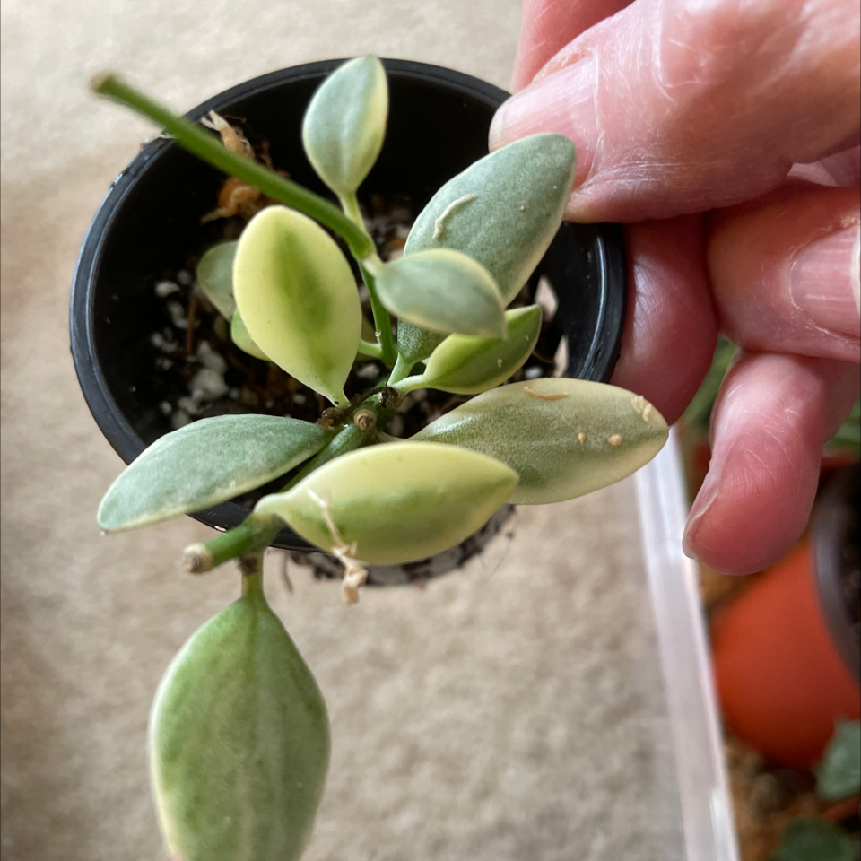 Dischidia oiantha 'Variegata' plant with variegated leaves in a small pot, held by a hand.