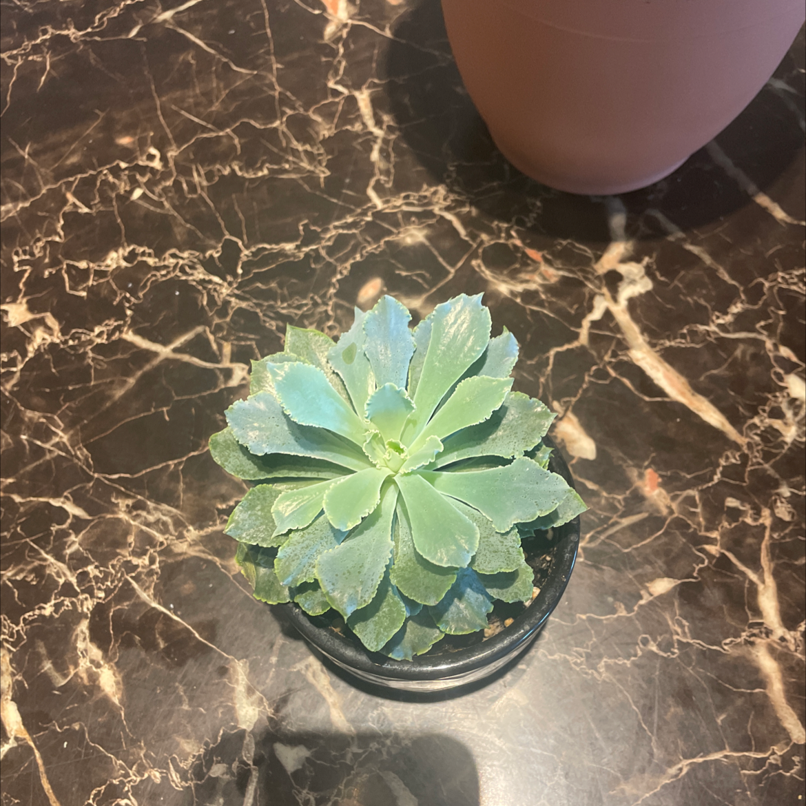 Healthy Mexican Hens succulent on a marble surface.