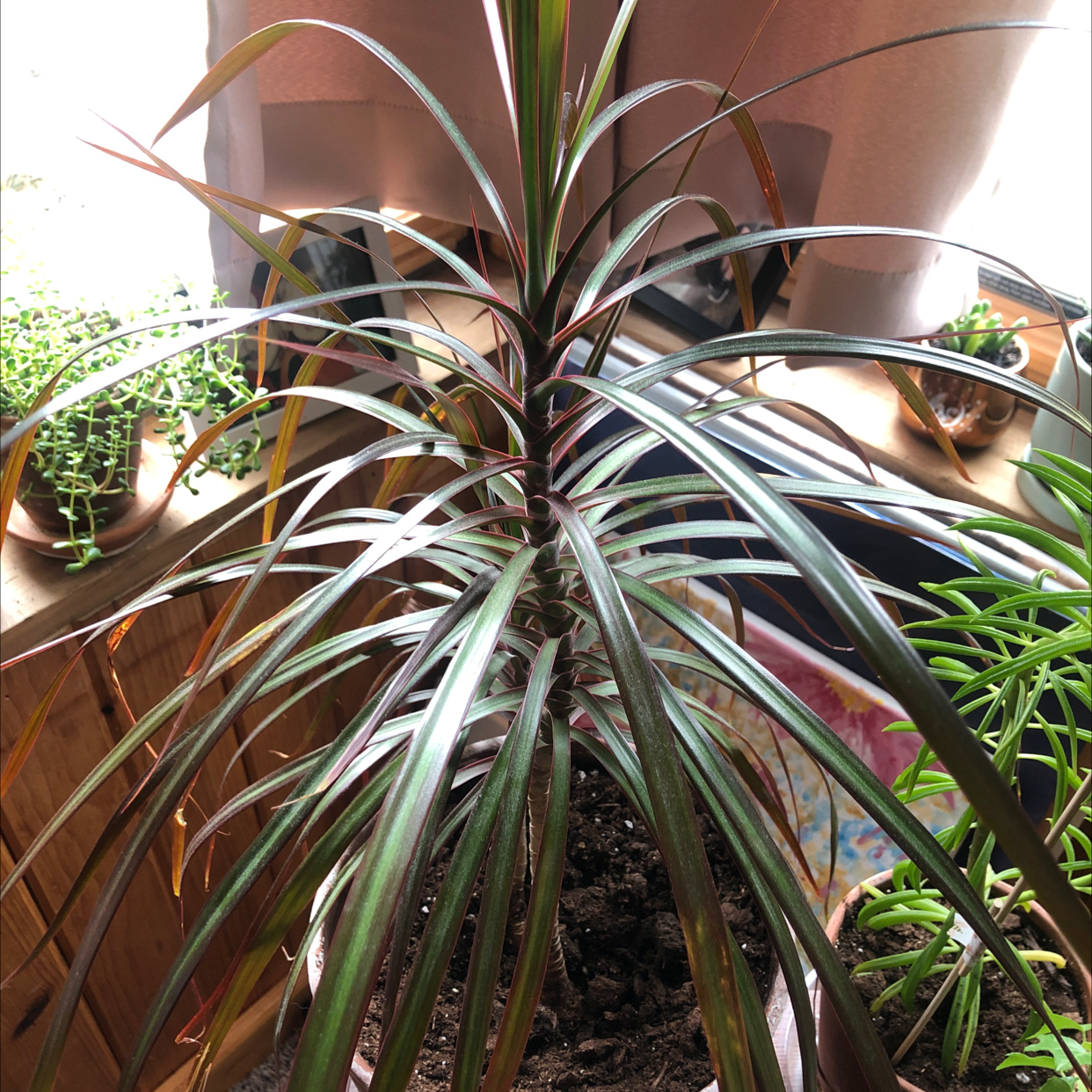Madagascar Dragon Tree (Dracaena marginata) in a pot with visible soil, healthy green leaves with reddish edges.
