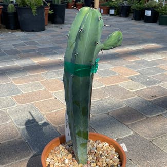 Blue Myrtle Cactus plant in Corona, California