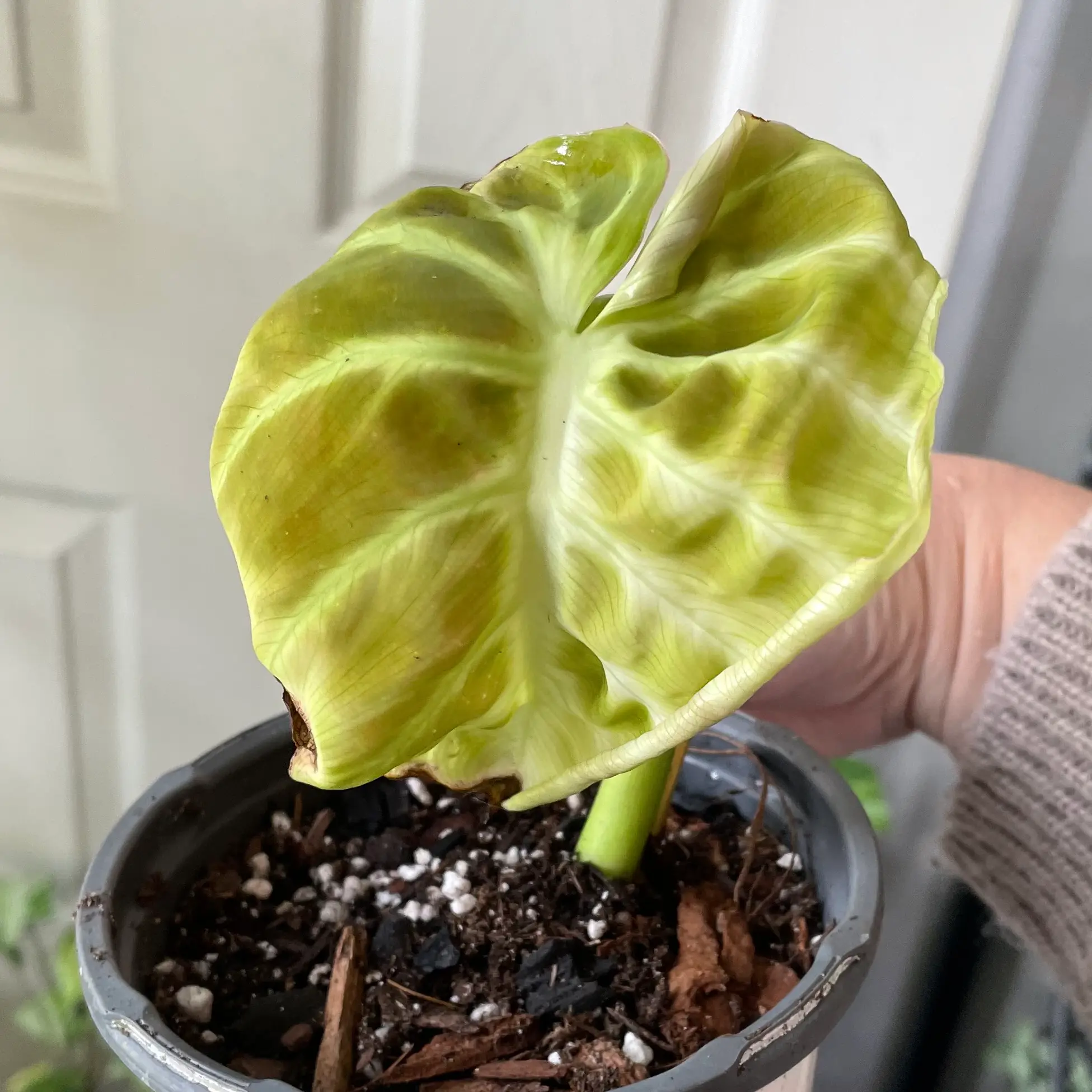 Photo of the plant species Philodendron luxurians by @Anah7077 named Rehab on Greg, the plant care app