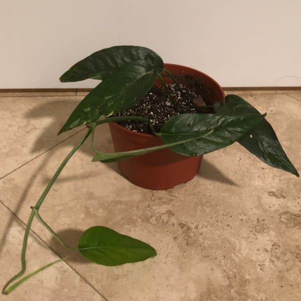 How can I make my Epiprenmum pinnatum variagated more variegated