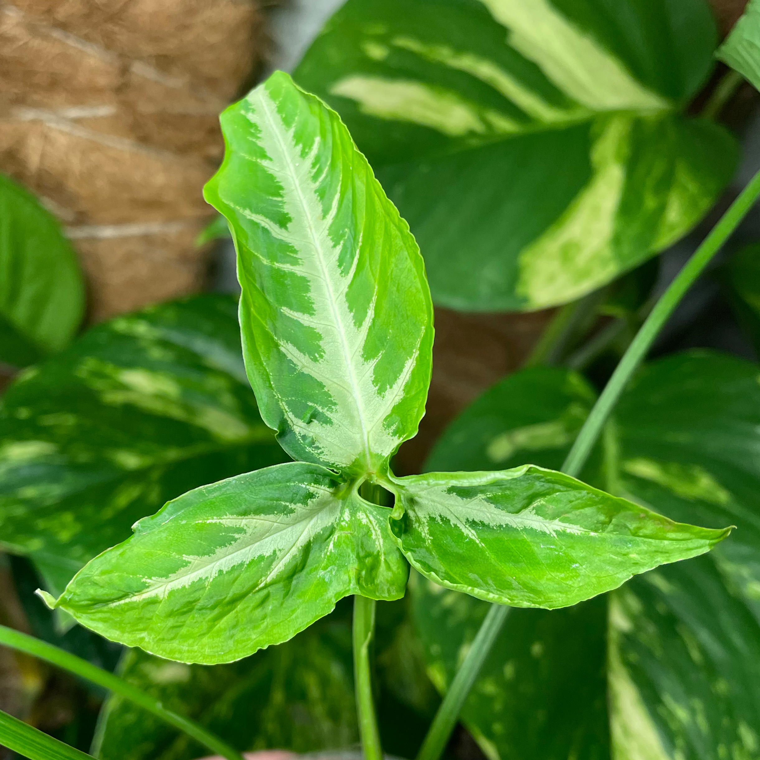 Syngonium wendlandii plant with vibrant green leaves and white variegation.