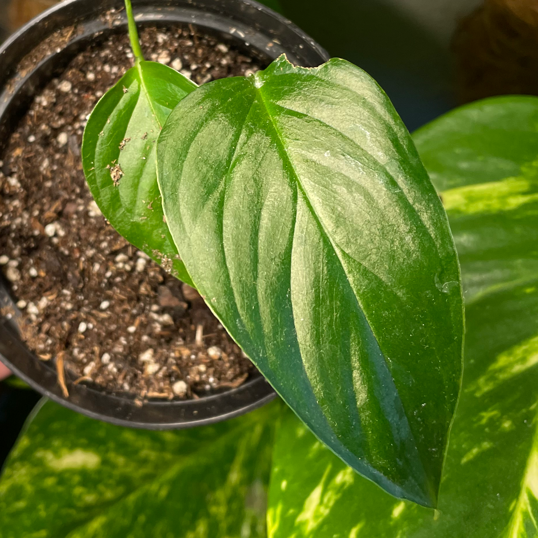 Monstera adansonii 'Laniata' plant with healthy green leaves in a pot.