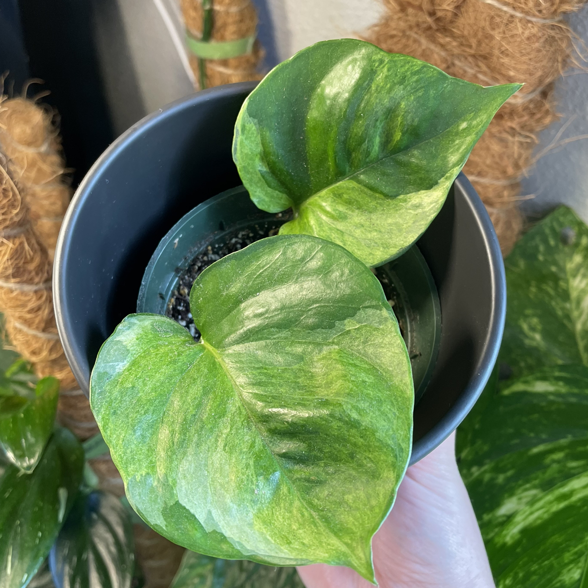 Manjula Pothos plant with two large, variegated leaves in a small pot. Soil is visible.