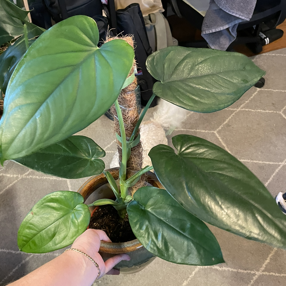 Healthy Syngonium chiapense plant with large green leaves supported by a moss pole.