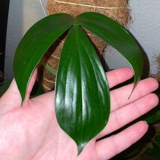 Rhaphidophora decursiva plant in Corona, California
