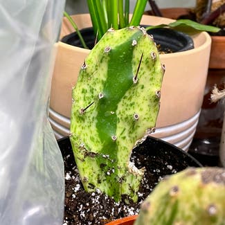 Variegated Prickly Pear Cactus plant in Corona, California