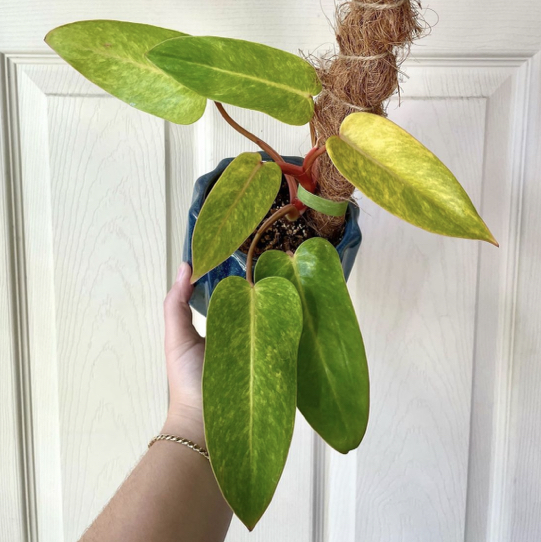 Photo of the plant species Philodendron 'Painted Lady' by @Anah7077 named Mona on Greg, the plant care app