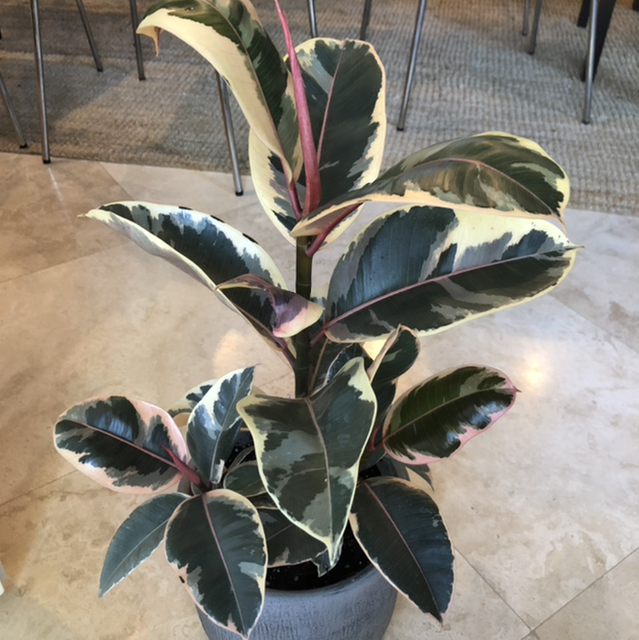Variegated Rubber Tree plant photo by @Anah7077 named George on Greg, the plant care app.