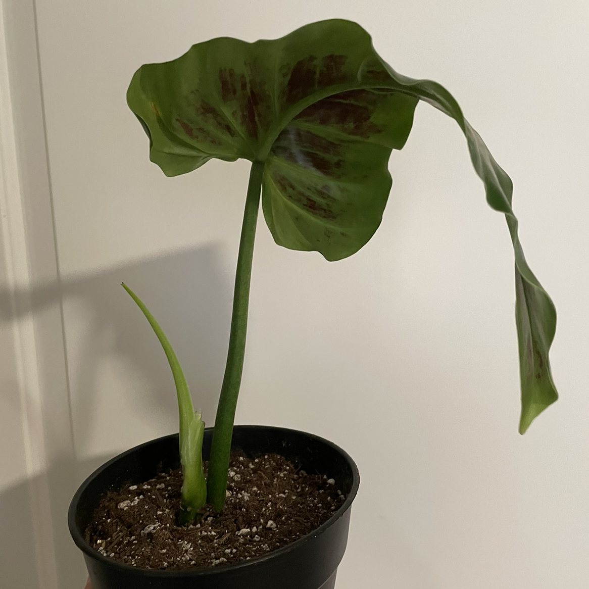 Philodendron subhastatum plant in a pot with visible soil and large green leaves.