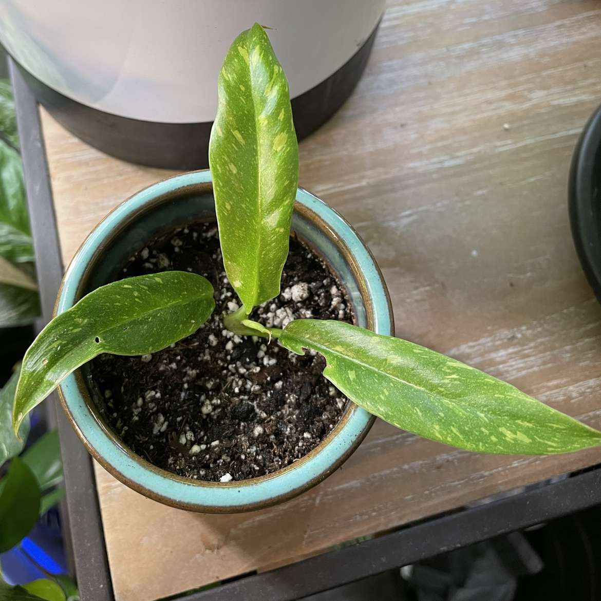 Philodendron 'Ring of Fire' plant in a small pot with visible soil and variegated leaves.
