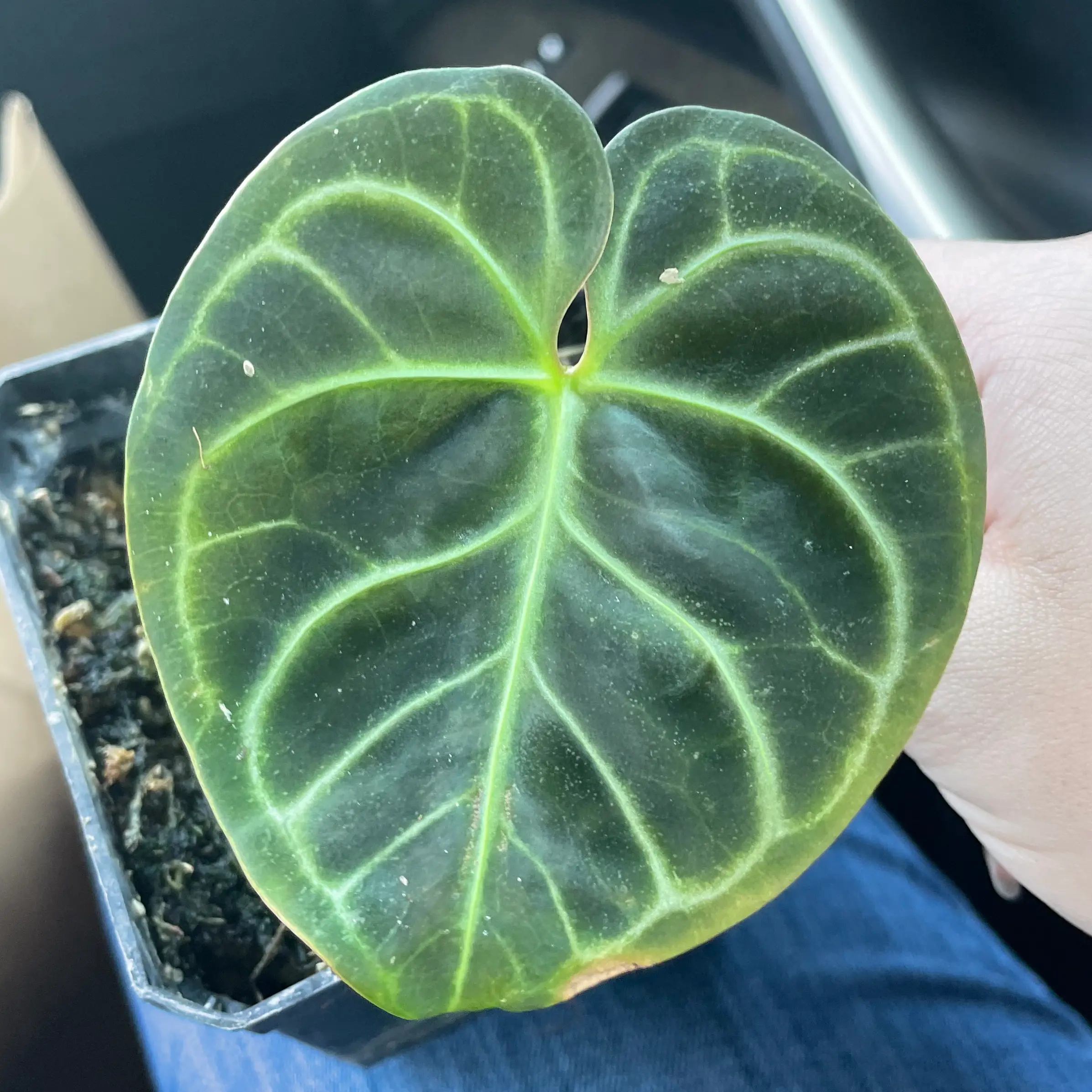Anthurium regale plant with a healthy, dark green leaf and visible veins, held by a hand.