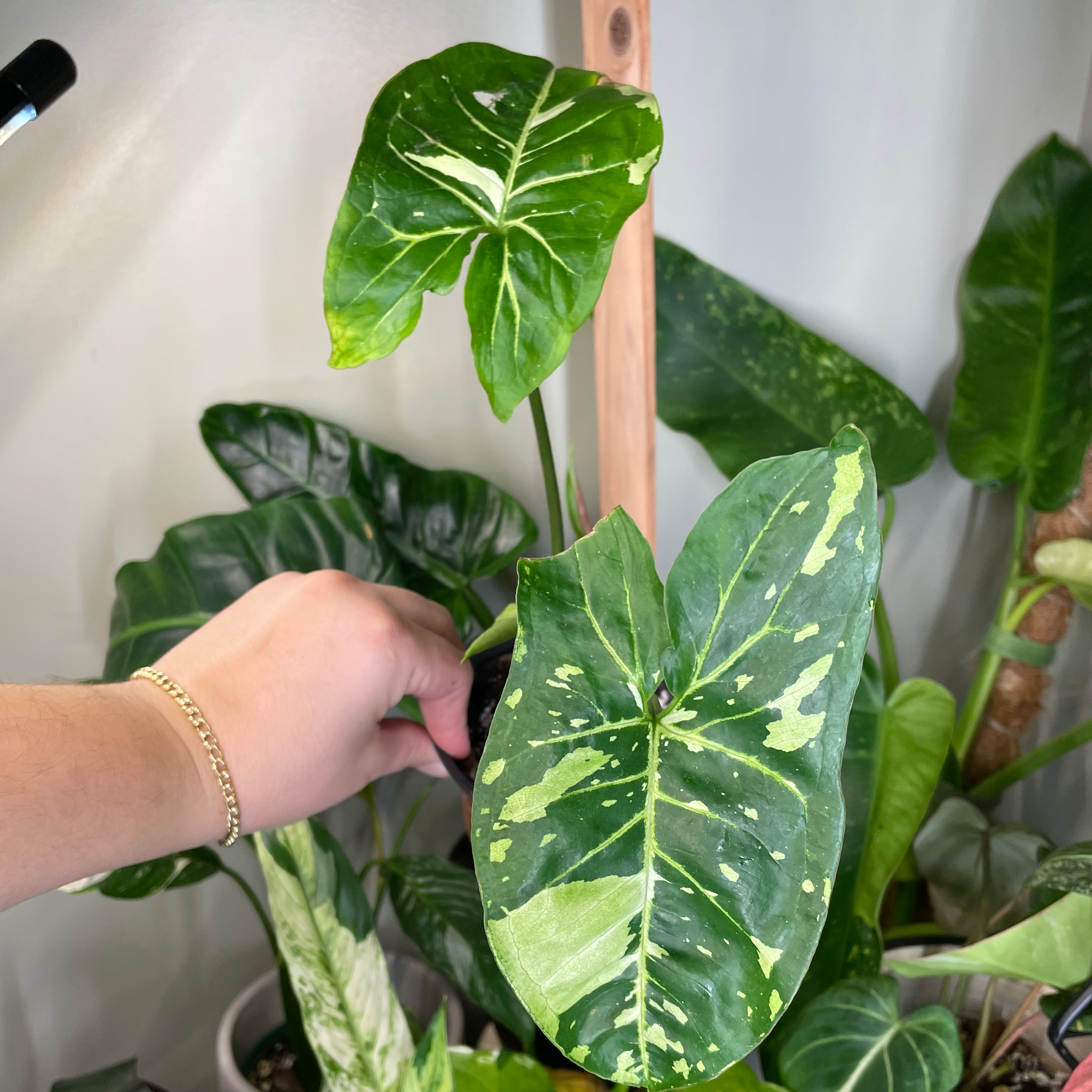 Syngonium Panda plant with variegated leaves, held by a hand.
