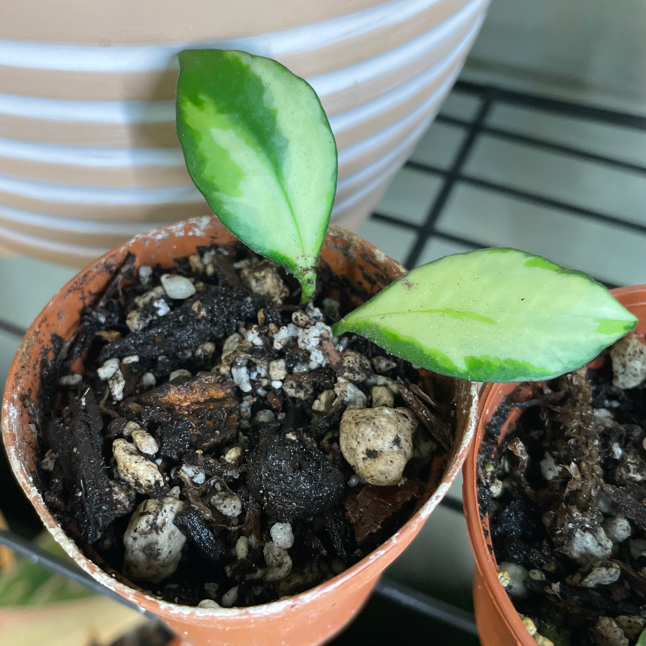 Small potted Hoya heuschkeliana variegata with two healthy variegated leaves.