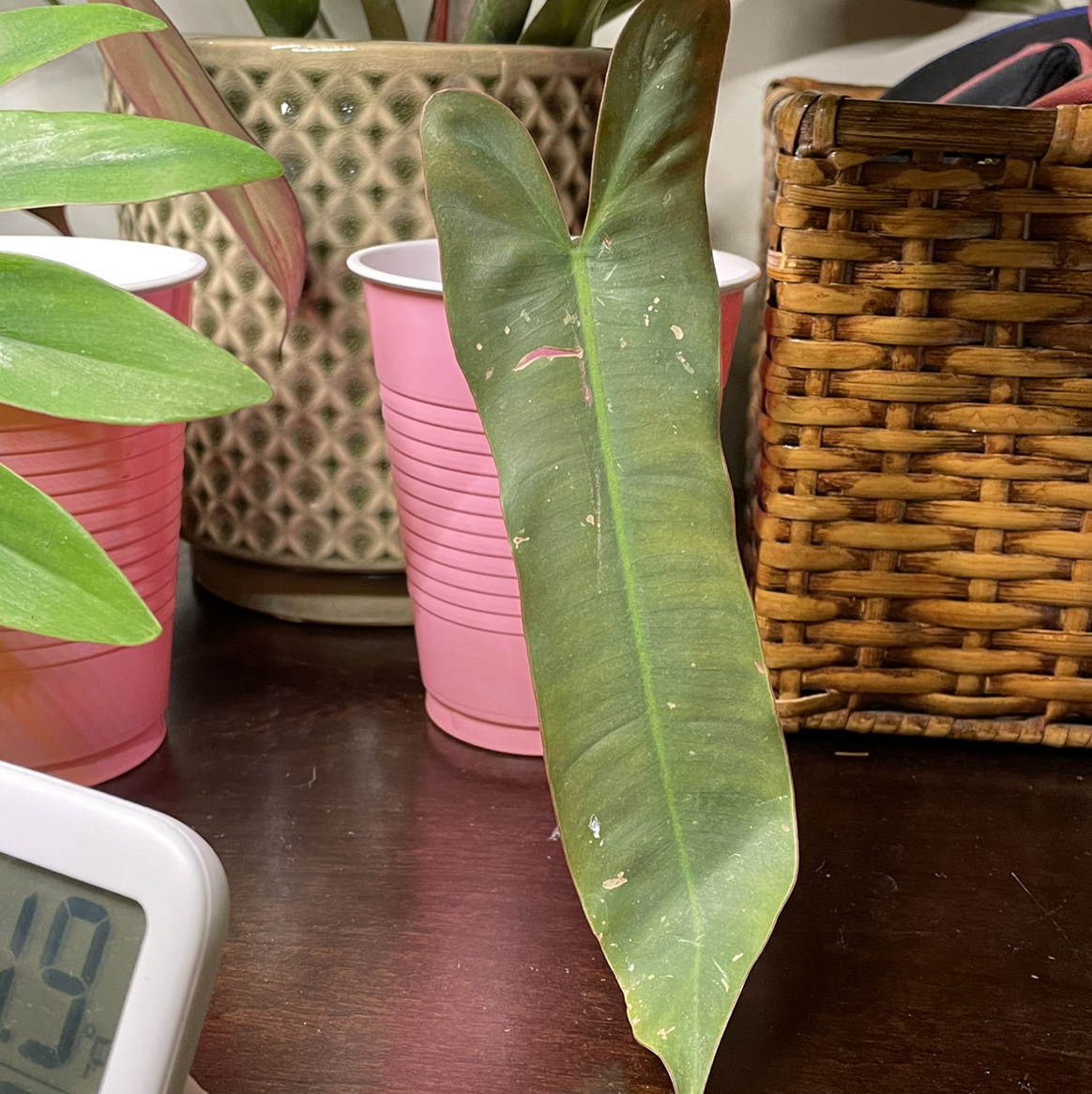 Philodendron atabapoense leaf with minor damage, surrounded by other plants and objects.