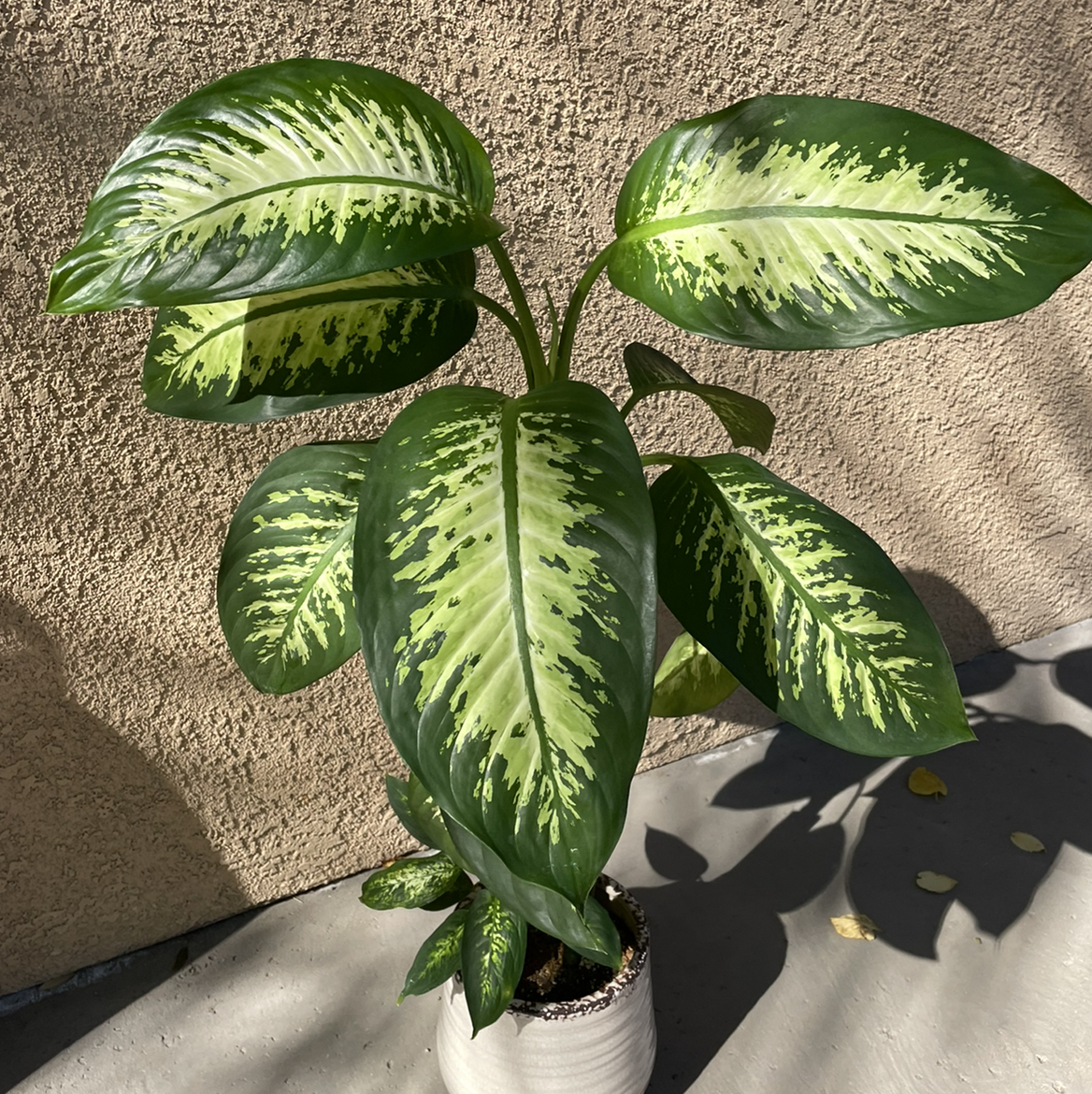 Dieffenbachia plant photo by @Anah7077 named Remy on Greg, the plant care app.
