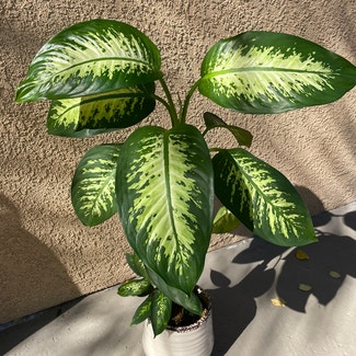 Dieffenbachia plant in Corona, California