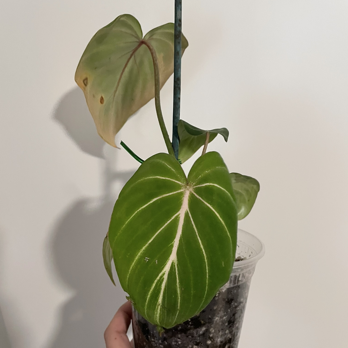 Philodendron gloriosum plant with large, heart-shaped leaves, some browning, in a clear pot with visible soil.