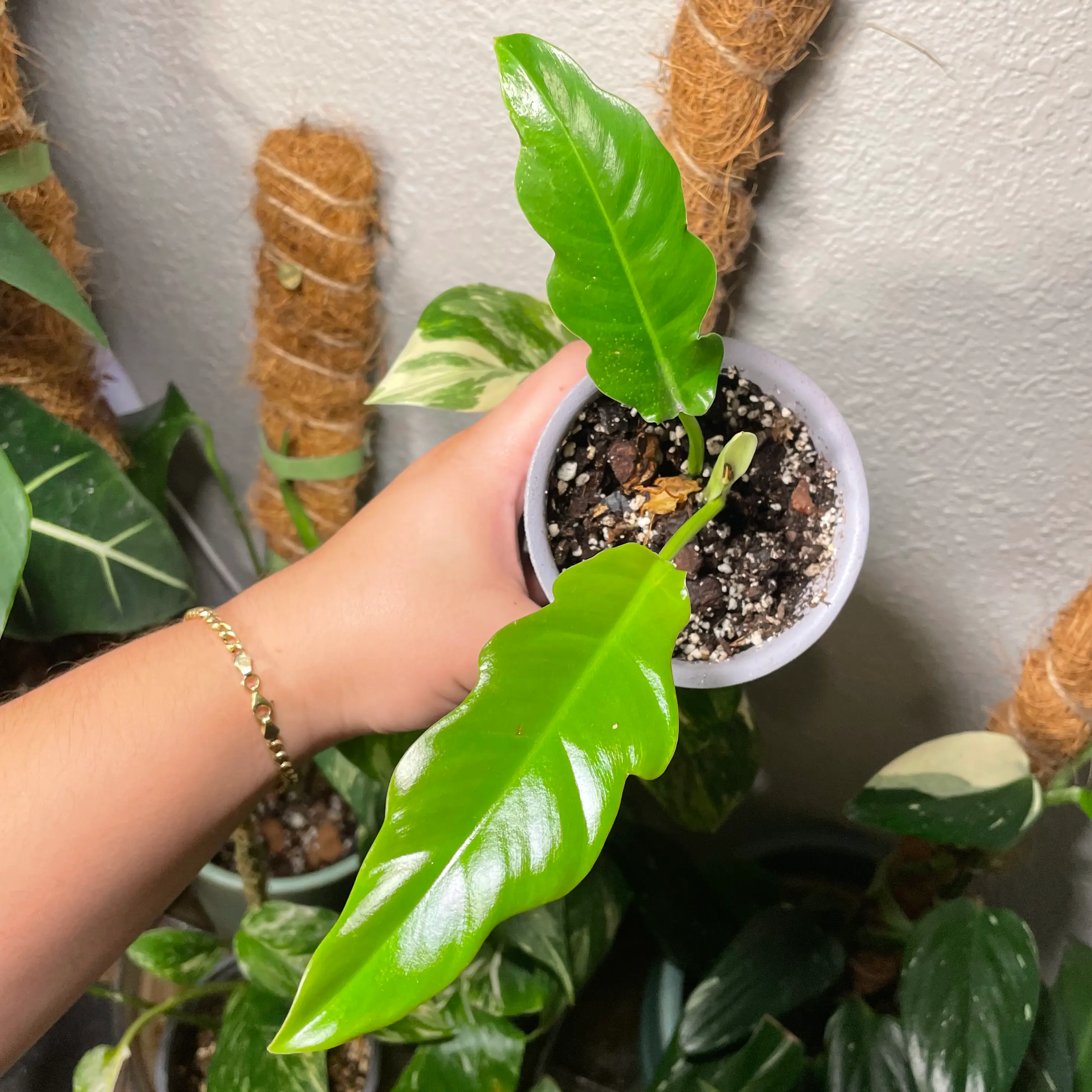Tiger Tooth Philodendron plant held by a hand, with vibrant green leaves and visible soil.