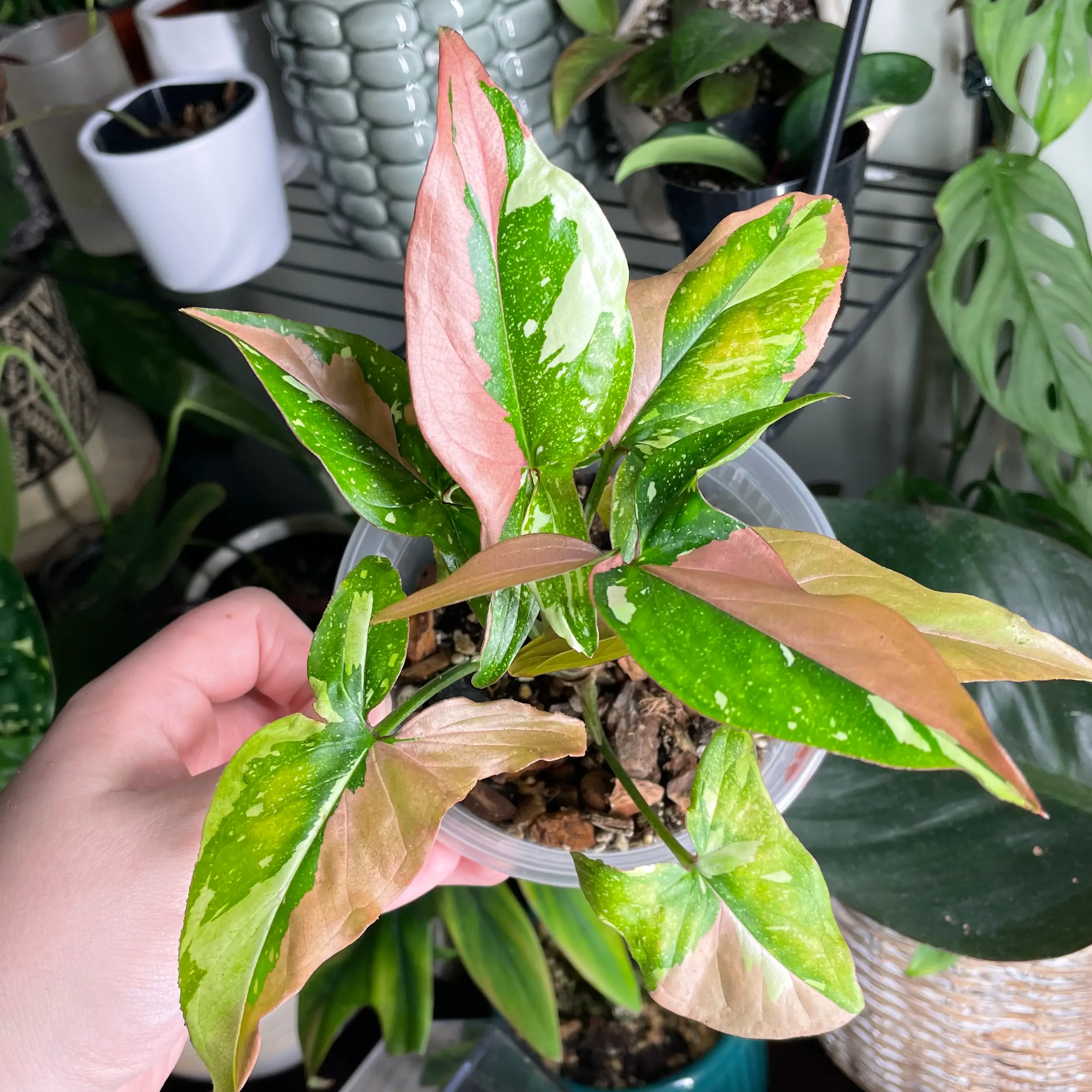 Photo of the plant species Syngonium / Arrowhead by @Anah7077 named Ruth on Greg, the plant care app
