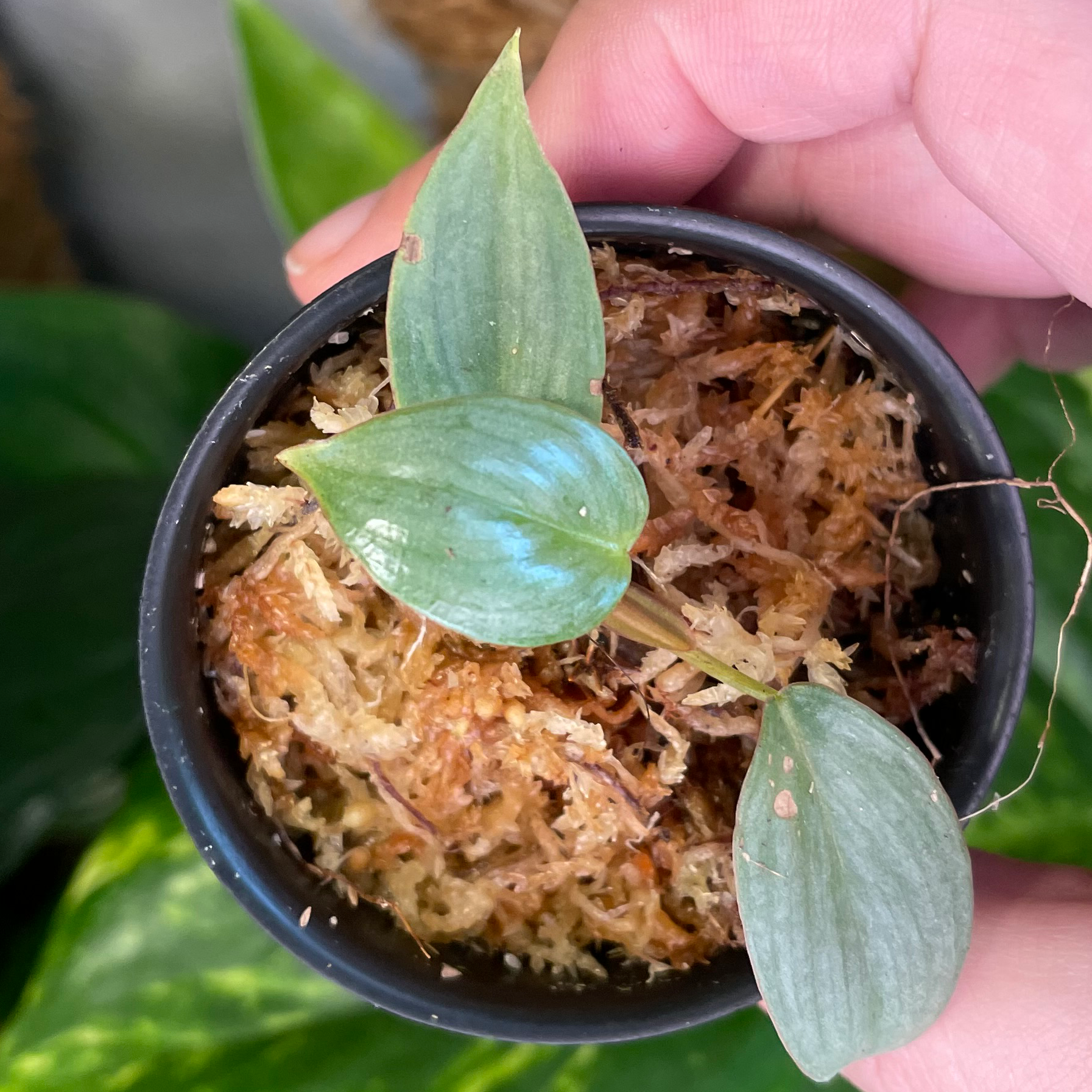 Philodendron plowmanii plant in a pot with moss, held by a hand.