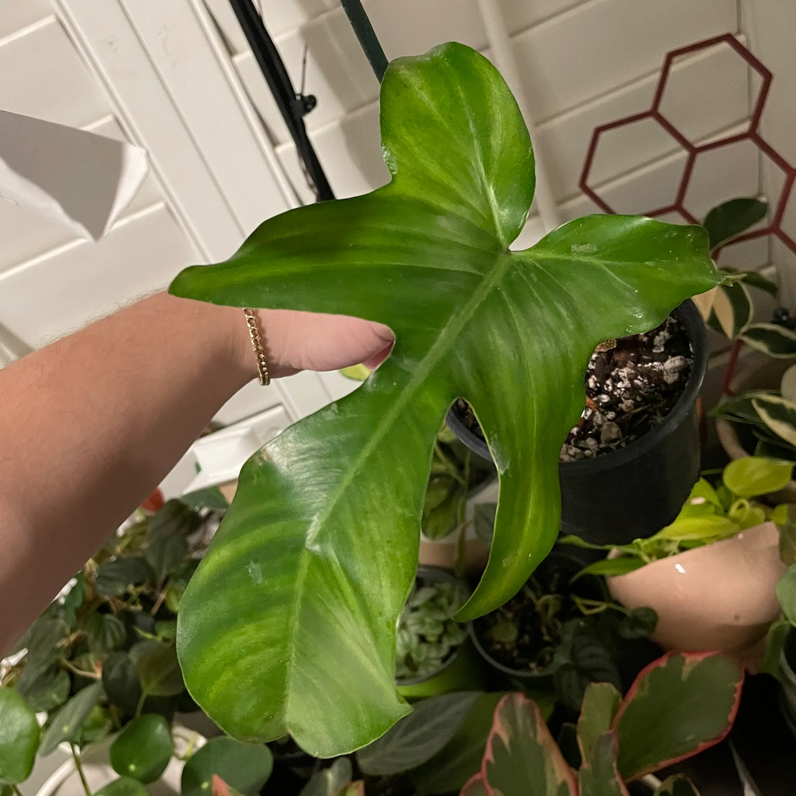 A healthy Hairy Philodendron leaf being held by a hand, with other plants in the background.