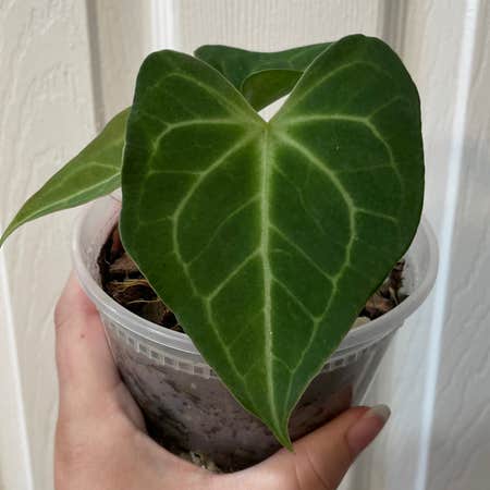 Photo of the plant species Delta Force Anthurium by @Anah7077 named Han on Greg, the plant care app