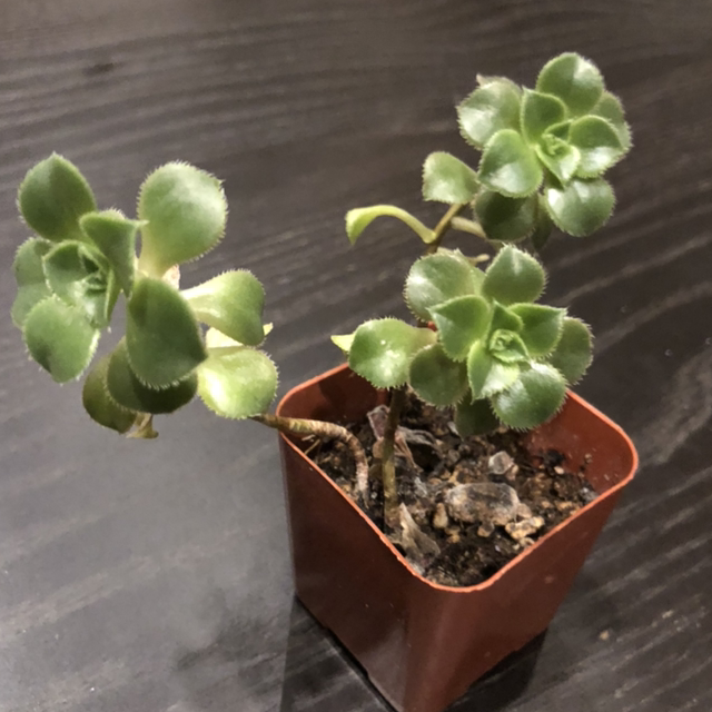 Photo of the plant species Haworth's Aeonium by @Anah7077 named Helen on Greg, the plant care app