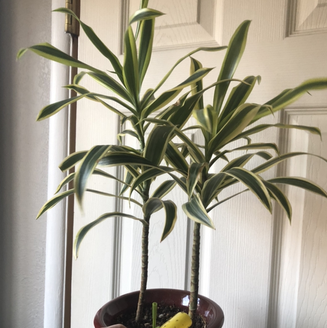 Song of India plant photo by @Anah7077 named twin towers on Greg, the plant care app.