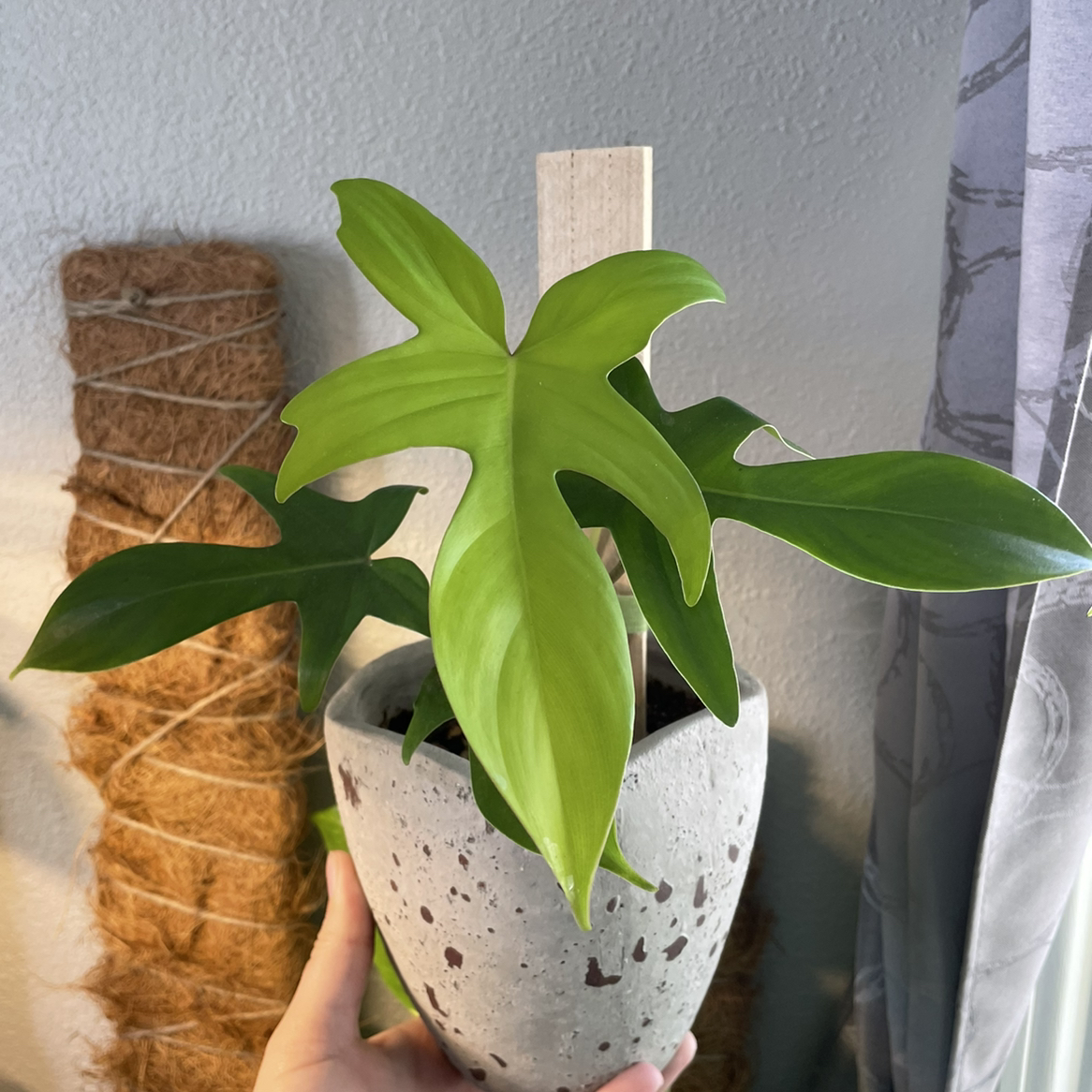 Philodendron 'Florida Ghost' plant in a pot, held by a hand, with vibrant green leaves.
