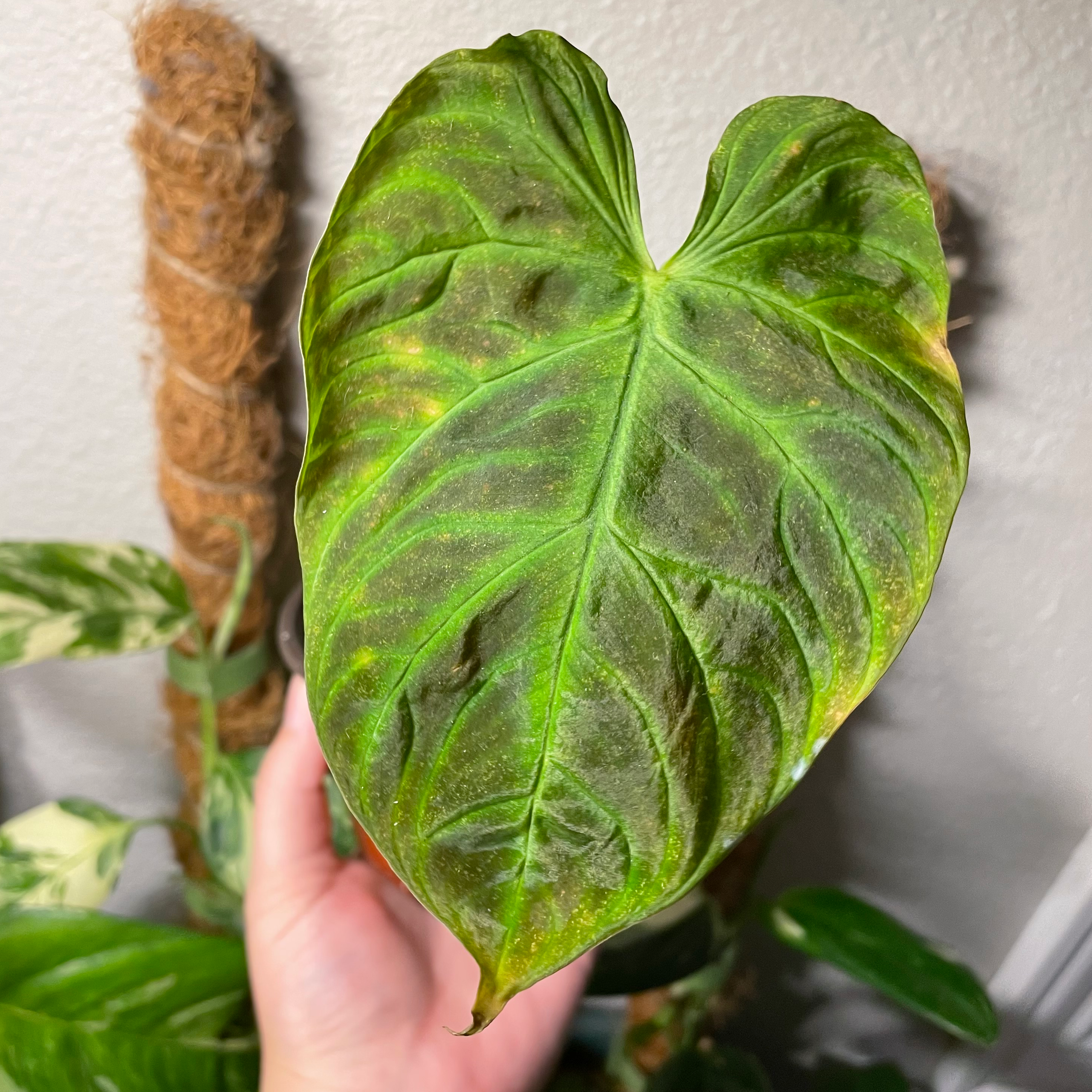 A hand holding a leaf of an Ecuador Philodendron with visible yellowing and browning.