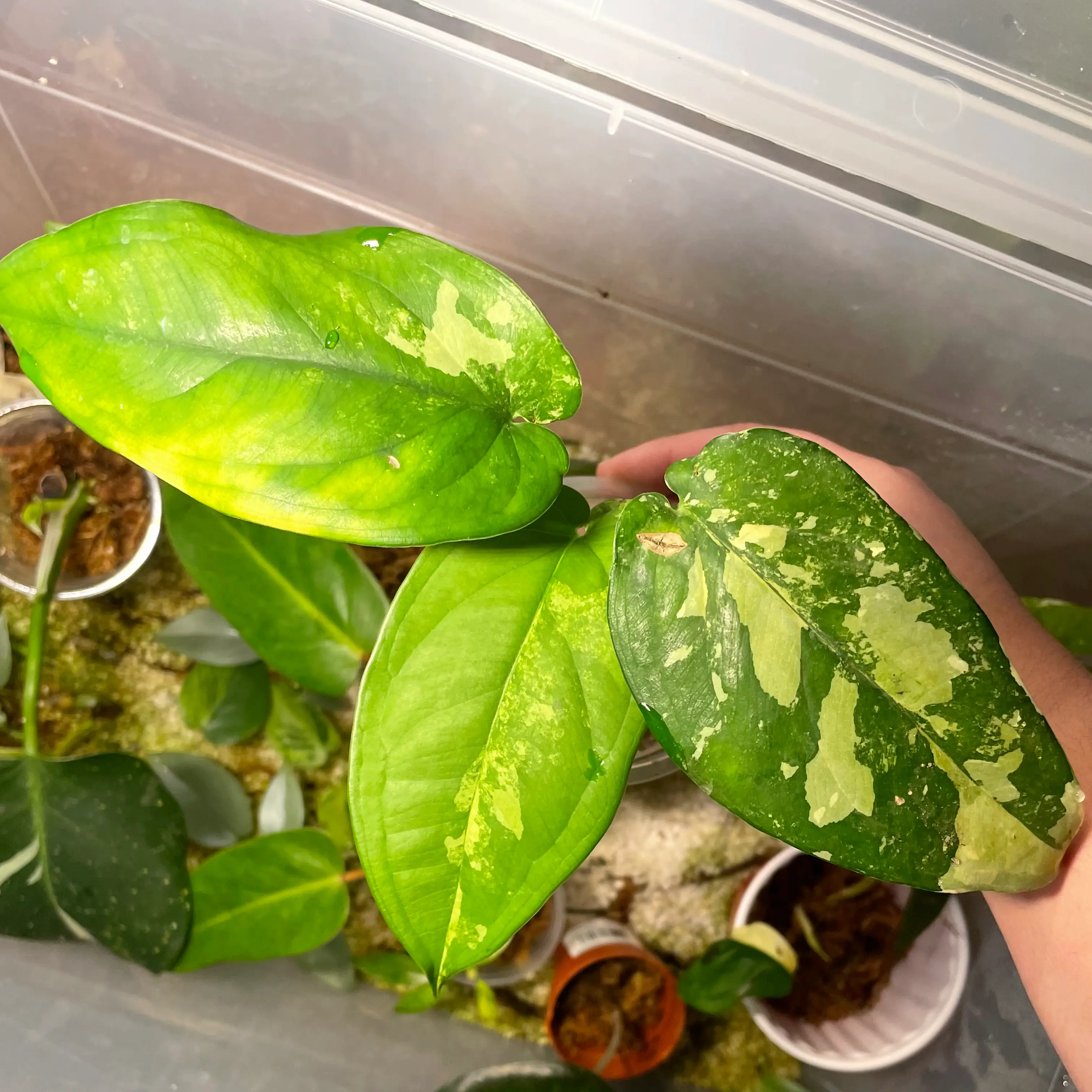 Syngonium chiapense plant with variegated leaves, some yellowing and browning, in a container with visible soil.