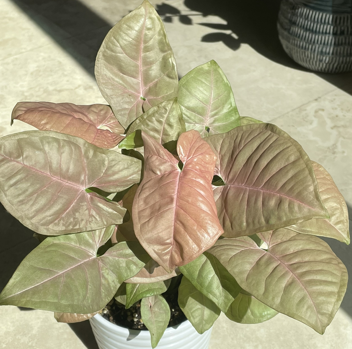 Pink Syngonium plant photo by @Anah7077 named Ms.Piggie on Greg, the plant care app.
