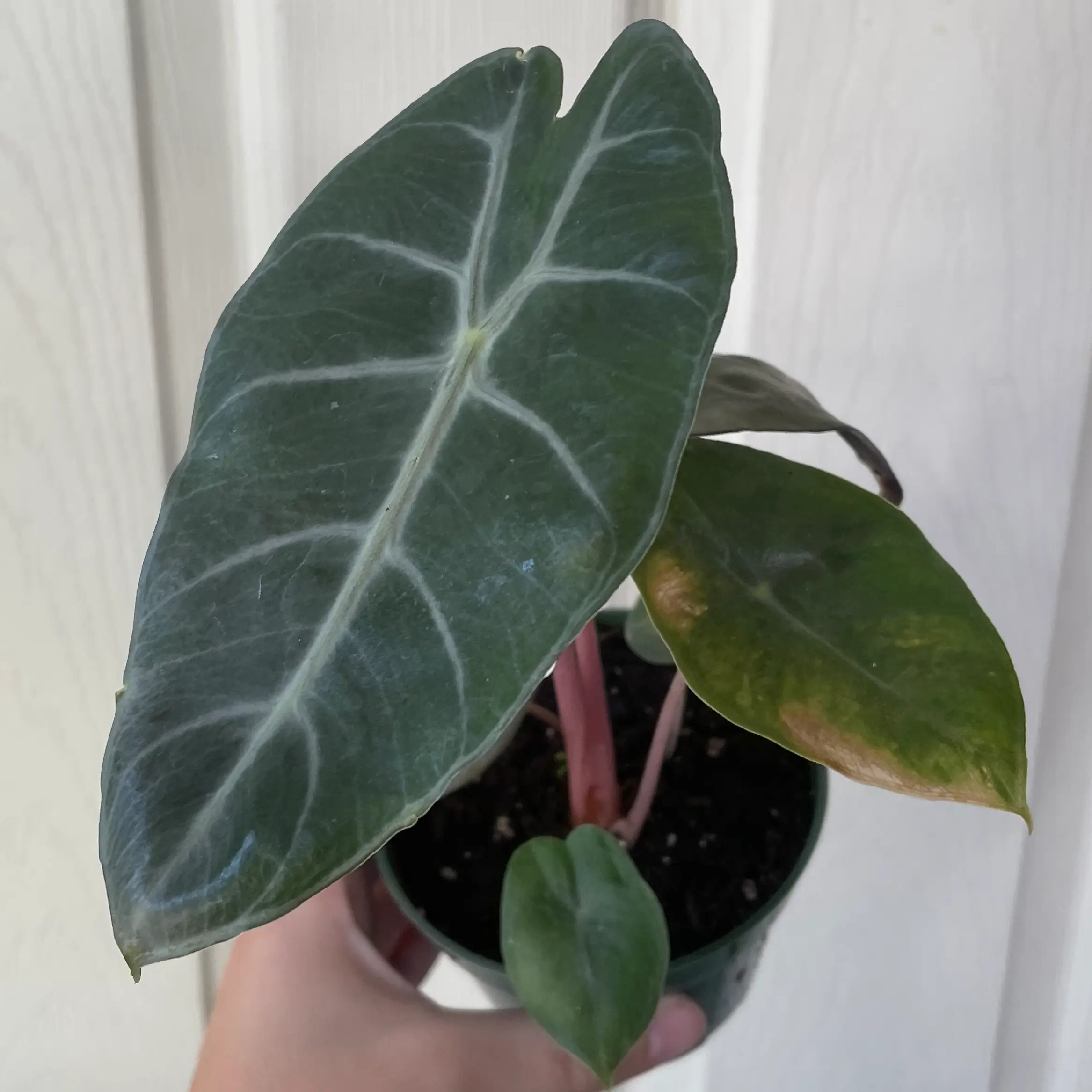 Alocasia Pink Dragon plant with dark green leaves and pink stems, some browning at leaf edges.