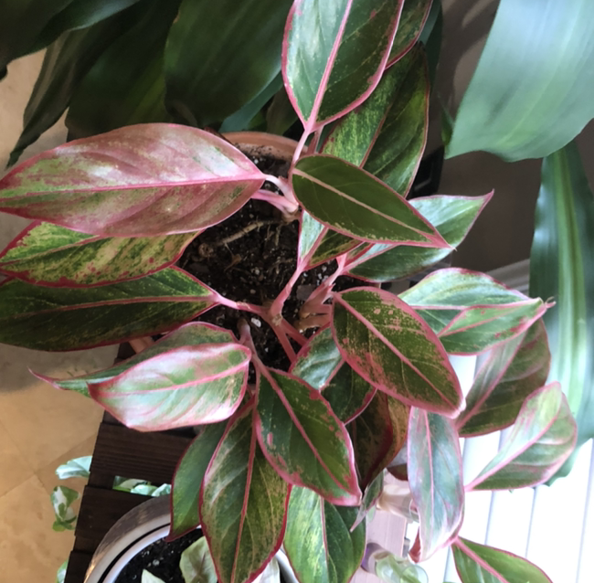 Photo of the plant species Red Siam Aurora Aglaonema by @Anah7077 named Kali on Greg, the plant care app