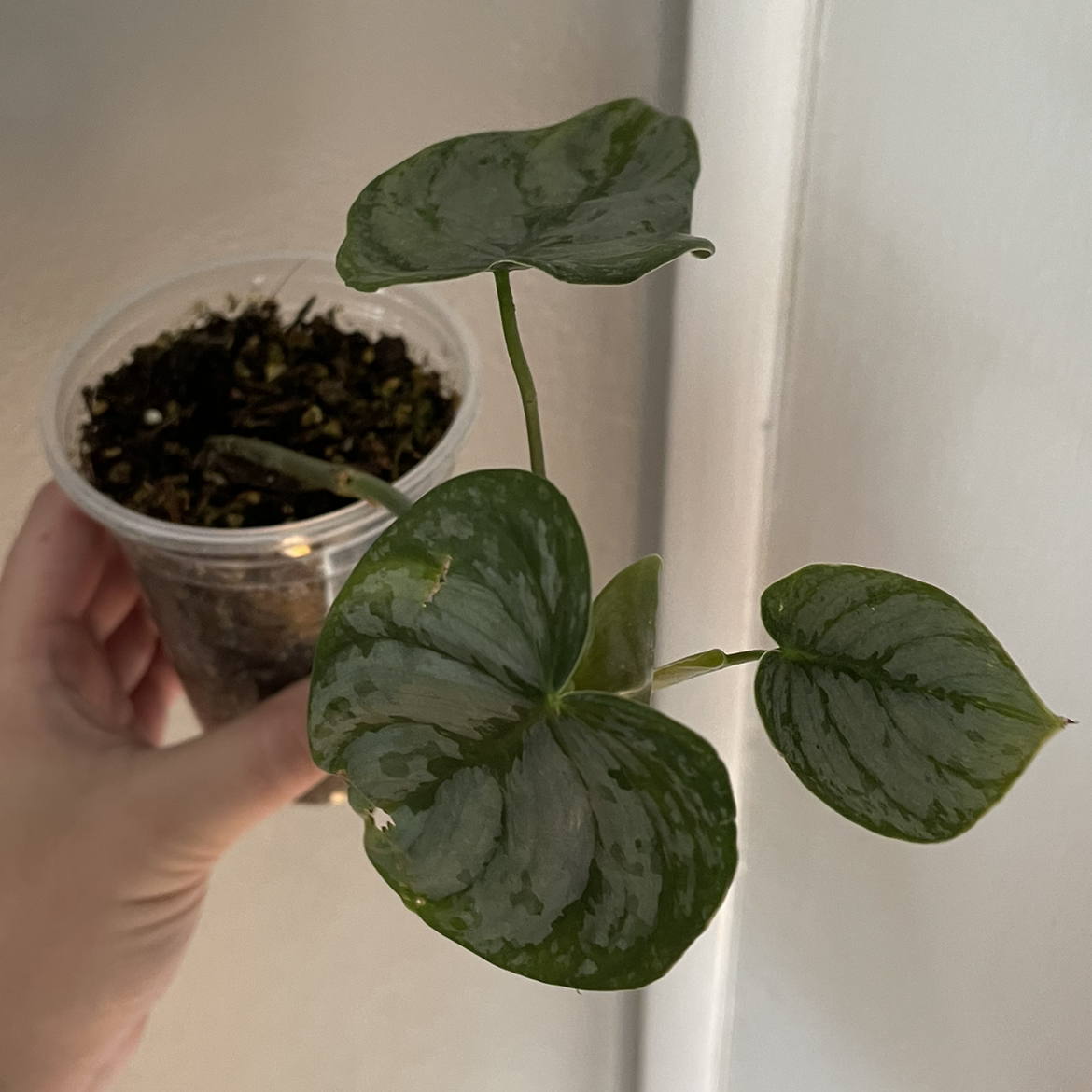 Silver Leaf Philodendron with three healthy leaves in a clear plastic container, soil visible.