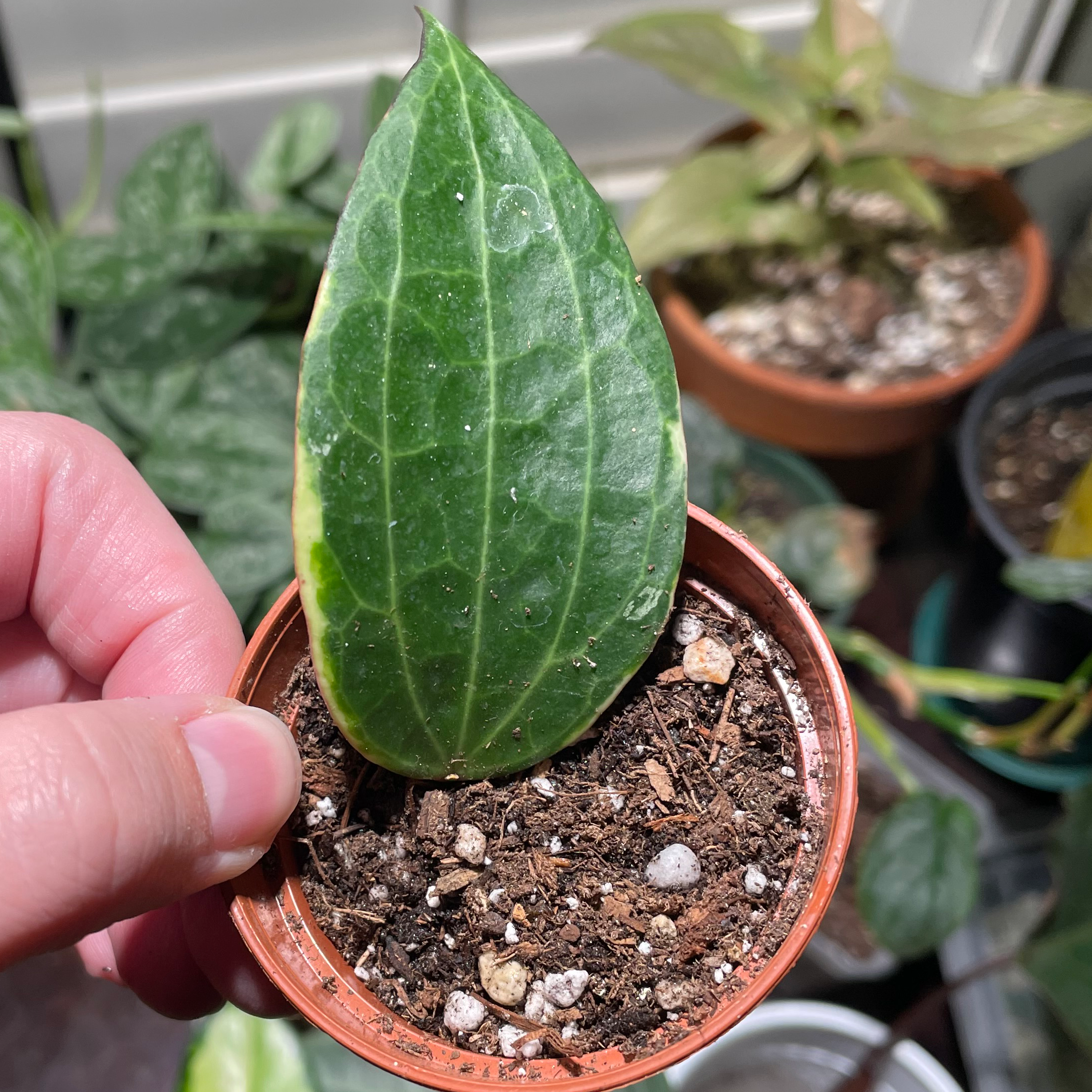 Hoya macrophylla 'Albomarginata' plant in a small pot with visible soil, held by a hand.