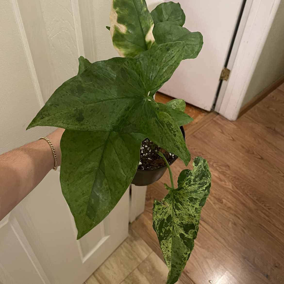 Syngonium podophyllum 'Mojito' plant with variegated leaves, some yellowing and browning, held by a hand.