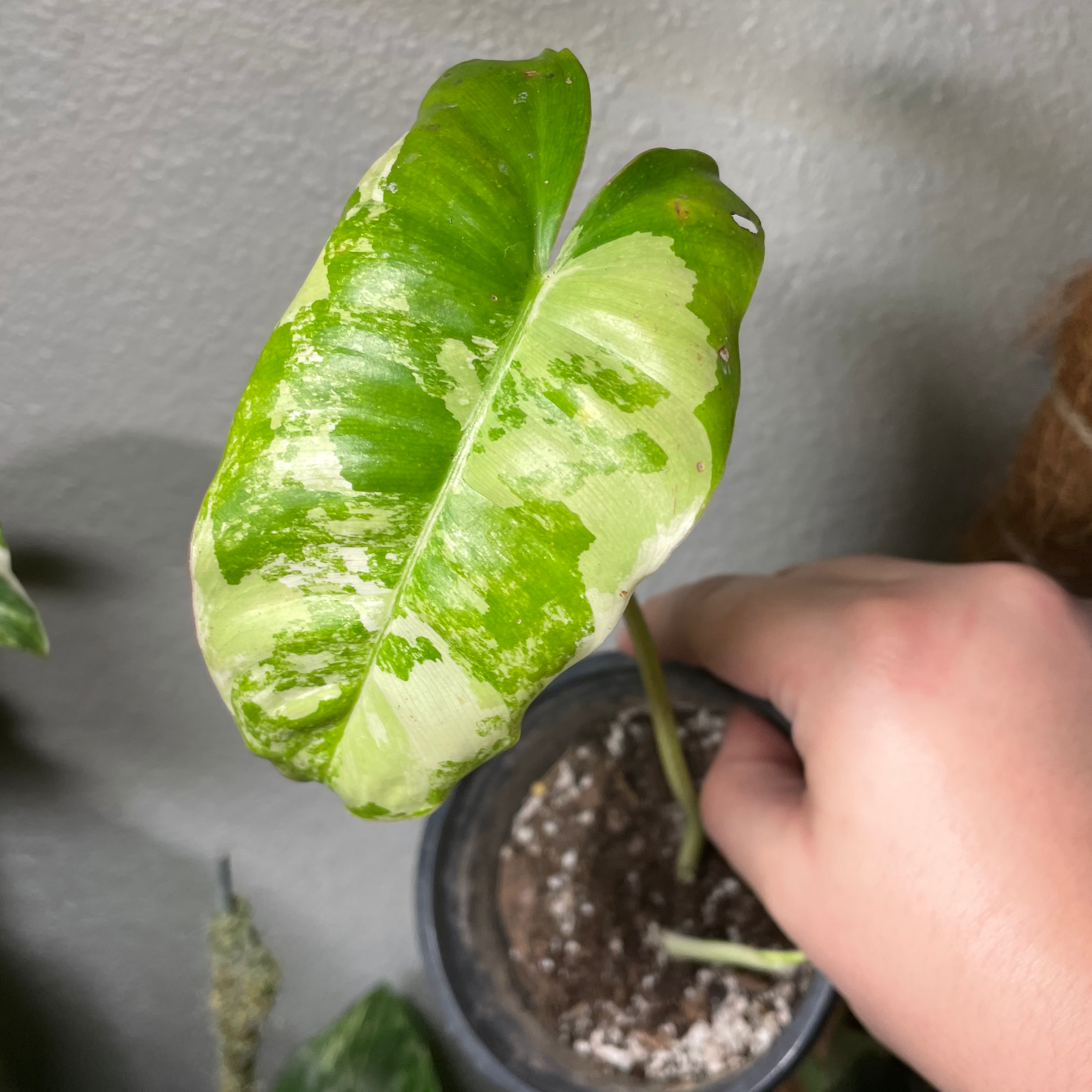 Burle Marx plant with variegated leaves in a pot, hand holding the plant.
