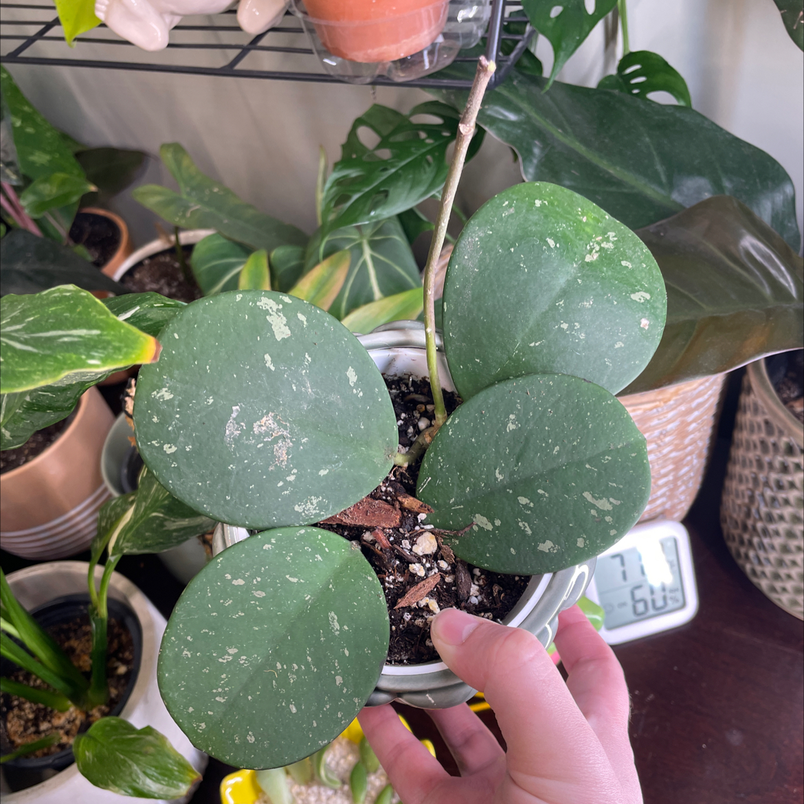 Hoya obovata plant with large, round leaves and white speckling in a pot with visible soil.