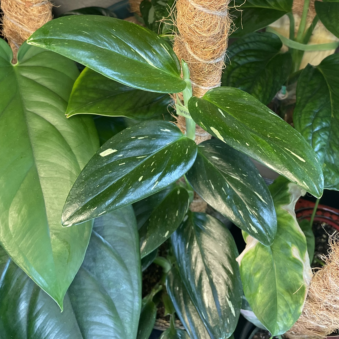 Photo of the plant species Five Holes Plant by @Anah7077 named Maui on Greg, the plant care app