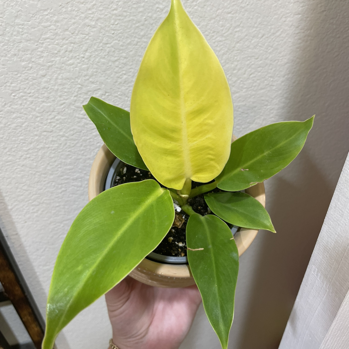 Philodendron 'Moonlight' plant with a yellow central leaf, held by a hand.