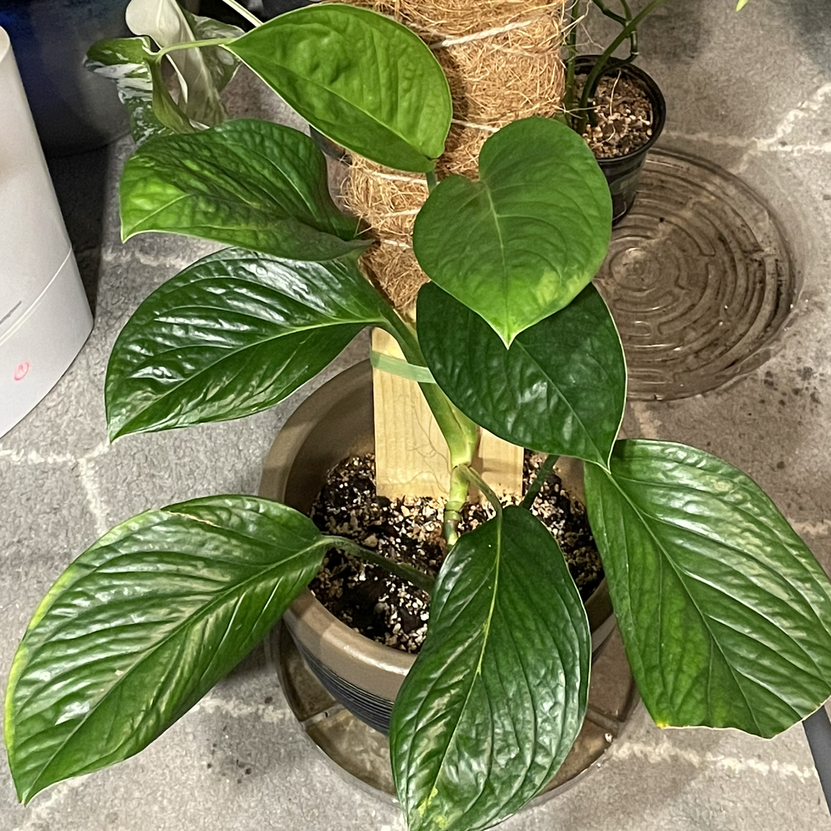 Monstera pinnatipartita plant with healthy green leaves supported by a moss pole.