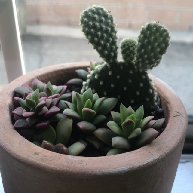 Bunny Ears Cactus plant photo by @Anah7077 named Russell 🌵 & friends on Greg, the plant care app.