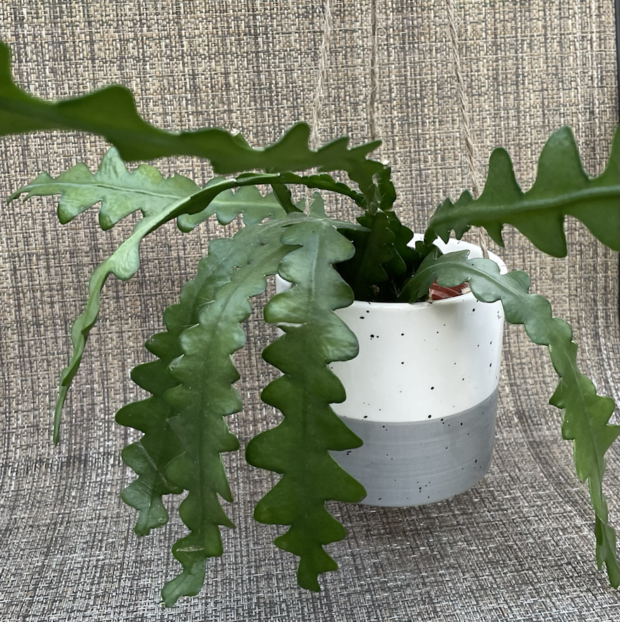Photo of the plant species Selenicereus Anthonyanus by @Anah7077 named RickRoss on Greg, the plant care app