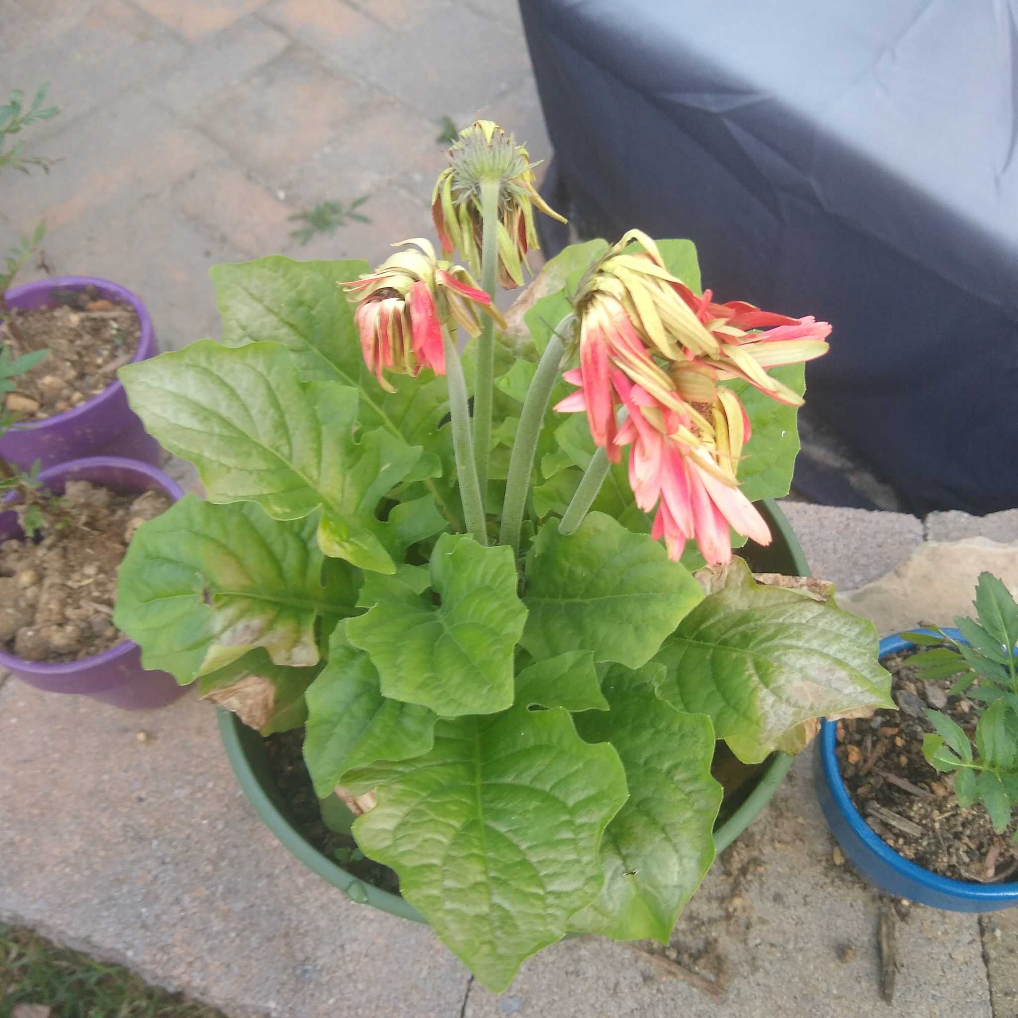Photo of the plant species Transvaal Daisy by @DauntlessCactus named Sherlock on Greg, the plant care app